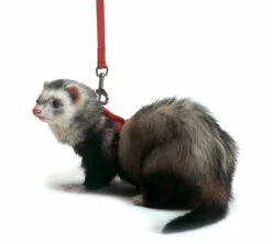 Marshall Ferret Harness And Lead Set Red